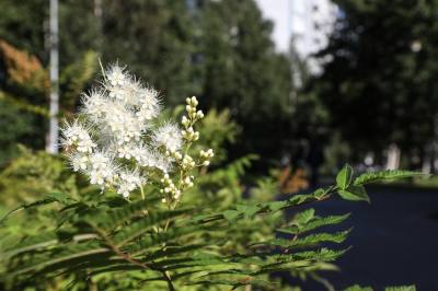 Продолжается обработка общественных территорий Продолжается обработка общественных территорий