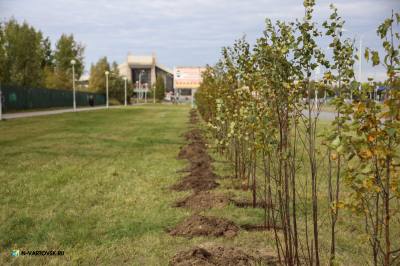 Более девяти тысяч саженцев будет высажено в Нижневартовске /ИНФОГРАФИКА/