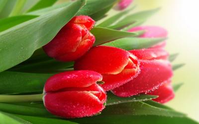 Поздравление председателя Думы города Алексея Сатинова с 8 Марта