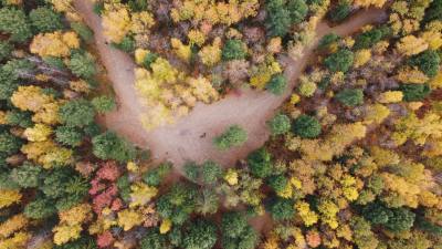 Голосуй за лесной комплекс «Ягом»