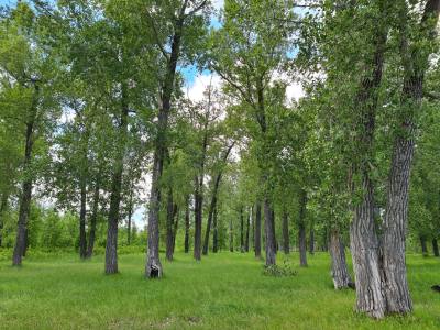 В Югре снят запрет на посещения лесов /ИНФОГРАФИКА/