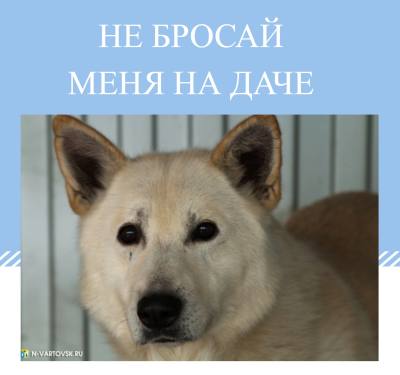 Вартовчане – участники зоозащитных акций /ИНФОГРАФИКА/ 