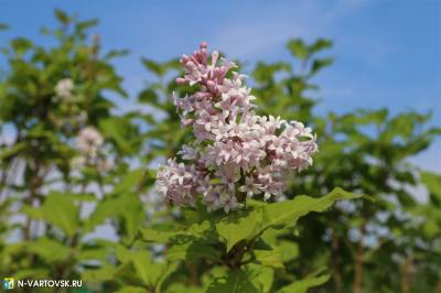 Идеи вартовчан преображают город Идеи вартовчан преображают город