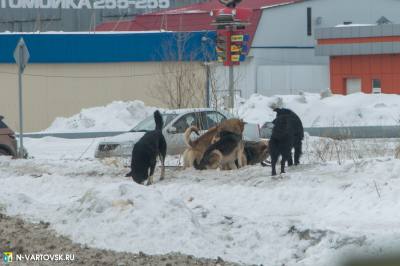 Важные правила при встрече с животными Важные правила при встрече с животными