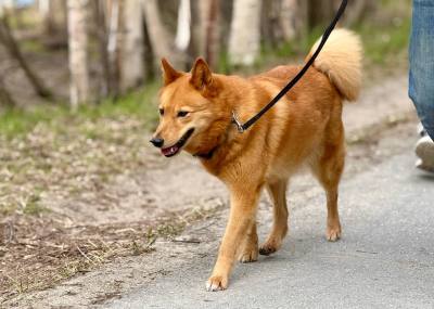 Не бросай меня на даче Не бросай меня на даче