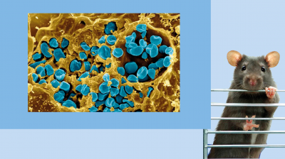 Туляремия или «малая чума»