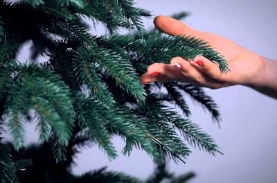  Выбор и приобретение ёлки к Новому году