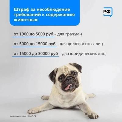 Акция «Не бросай меня на даче». Акция «Не бросай меня на даче».