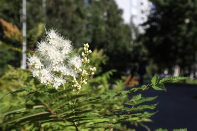 Внимание: обработка общественных территорий 