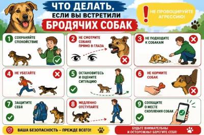 ПОВЕДЕНИЕ ПРИ ВСТРЕЧЕ С БЕЗНАДЗОРНЫМИ ЖИВОТНЫМИ