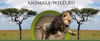 Интернет площадка «Животный мир» Интернет площадка «Животный мир»