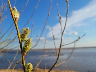 УРОВЕНЬ ВОДЫ В РЕКЕ ОБИ НА 12 МАЯ