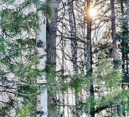 Новость дня: Притяжение природы: 2,6 миллиона россиян выбрали отдых на заповедных территориях